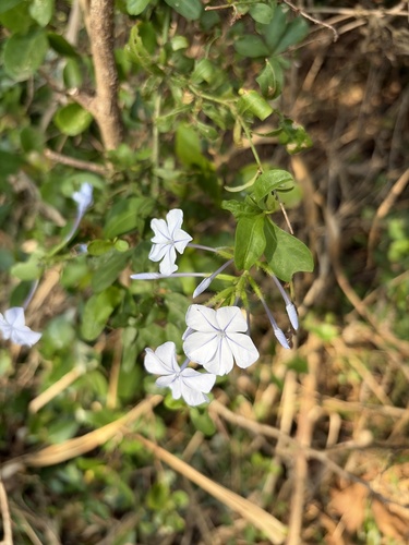 blue plumbago
