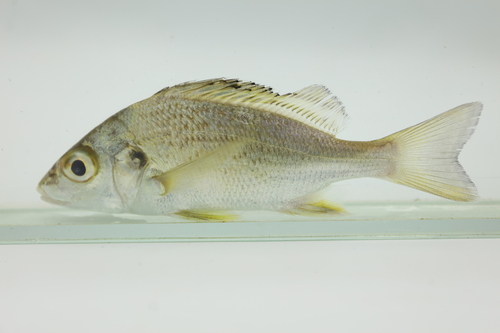 Sompat grunter (Pomadasys jubelini) — Haemulidae — 3