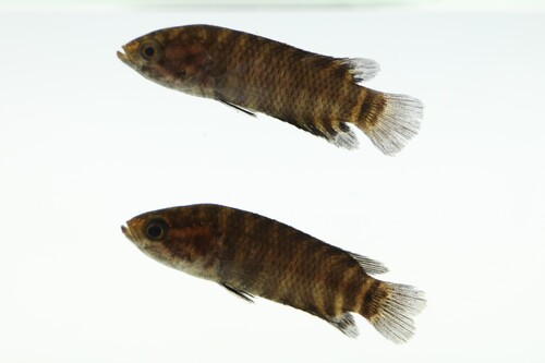 Dwarf climbing perch (Microctenopoma nanum) — Anabantidae — 3