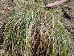 Lomandra densiflora