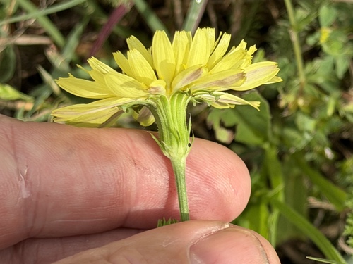 Pyrrhopappus pauciflorus, photograph 2
