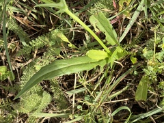 Pyrrhopappus pauciflorus, photograph (c) Brian Finzel, some rights reserved (CC BY-SA)