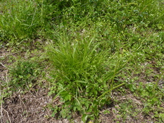 Carex radiata