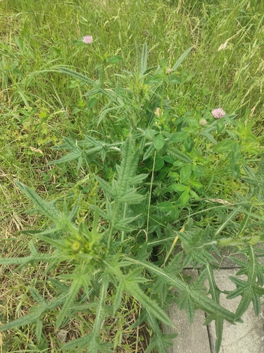 Bull Thistle