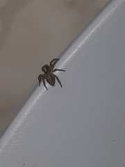 Asaphobelis physonychus