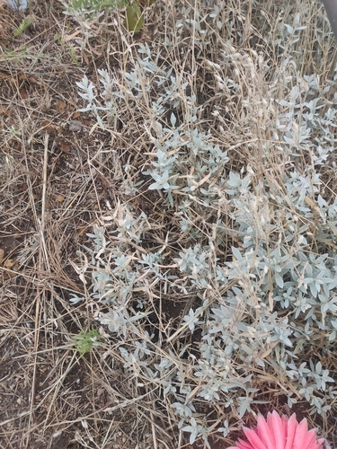 Snow-in-summer