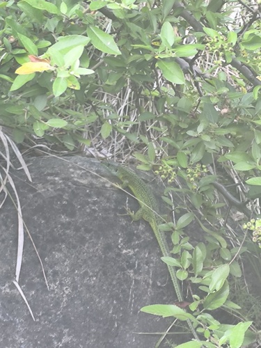 Western Green Lizard