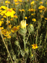 Malacothrix coulteri