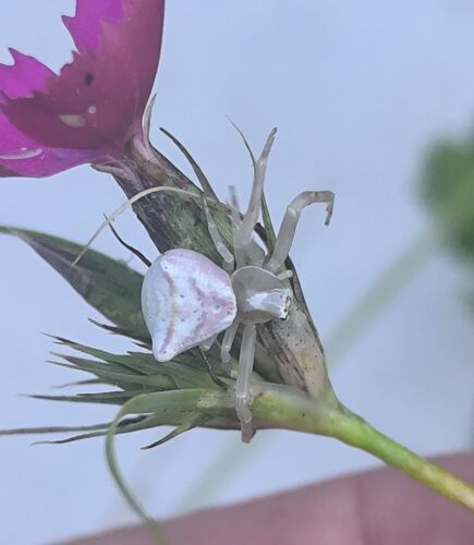 Heather crab spider