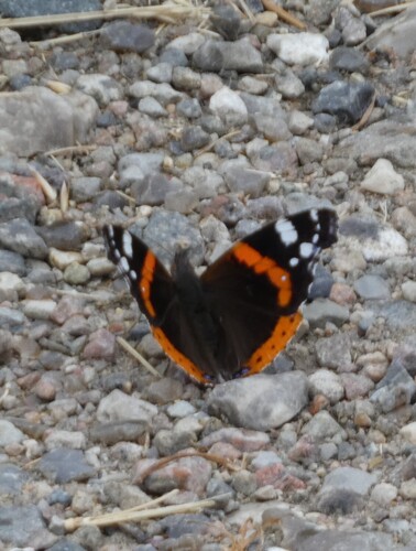 Red Admiral