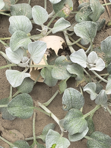 Arctotheca populifolia, photograph 5