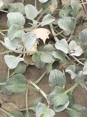 Arctotheca populifolia, photograph author not stated, no rights reserved