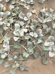 Arctotheca populifolia, photograph author not stated, no rights reserved