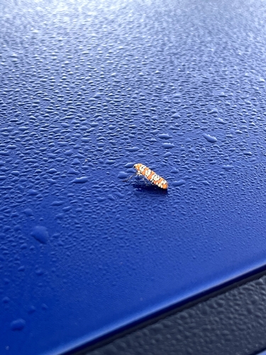 Ailanthus Webworm Moth