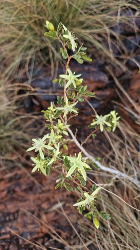 corky bark caltrop