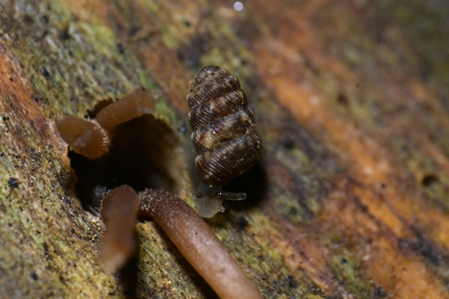 Phenacharopa novoseelandica, 2026-06-30