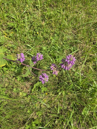 Наблюдение на iNaturalist