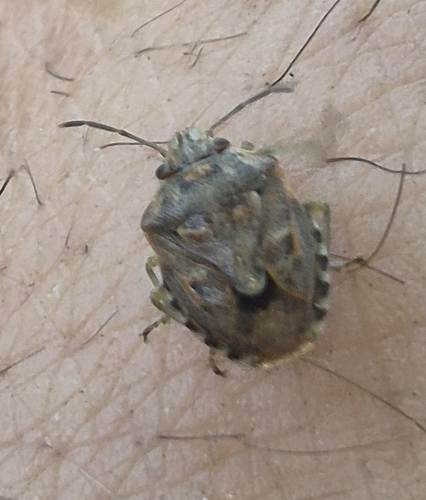 Holcogaster fibulata