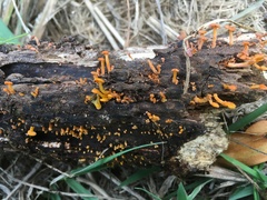 Pholiota malicola
