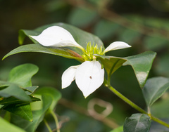 Mussaenda pubescens