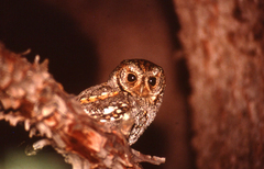 Psiloscops flammeolus