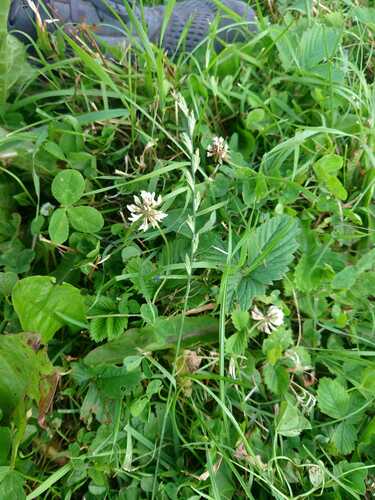 Perennial Ryegrass