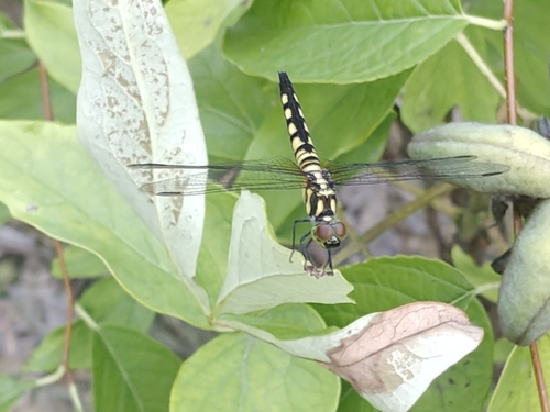 Oriental Blue Dasher