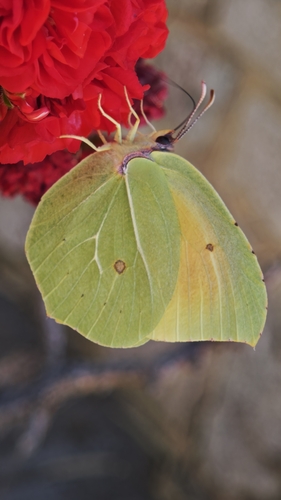 Cleopatra Butterfly