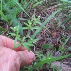 Galium virgatum