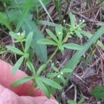 Galium virgatum