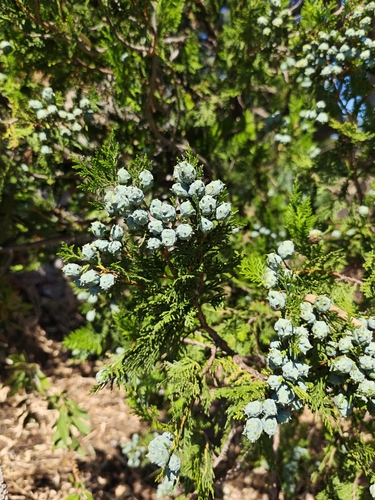 Platycladus orientalis, photograph 5