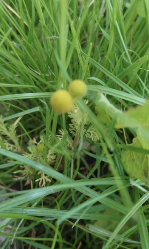 pineapple-weed