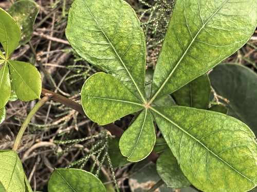 Cussonia thyrsiflora, photograph 3