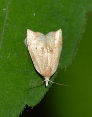 Coelostathma discopunctana
