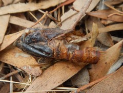 Abantiades argentata