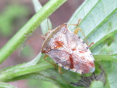 Elasmucha putoni