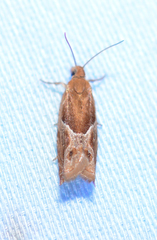 Ancylis comptana