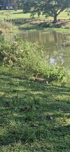 Nile Monitor