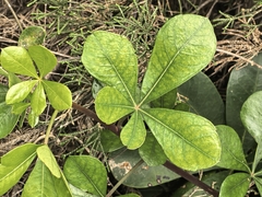 author not stated, no rights reserved Cussonia thyrsiflora, photograph author not stated, no rights reserved