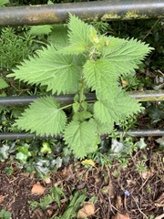 Urtica dioica