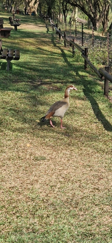 Egyptian Goose