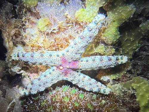 Neoferdina cumingi observed 2026-07-02