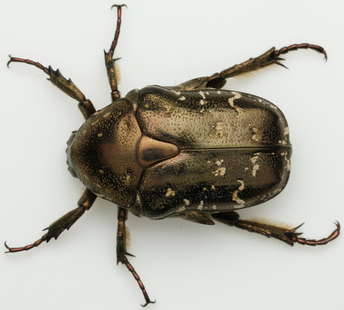 Protaetia orientalis submarmorea