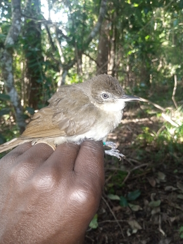 iNaturalist image