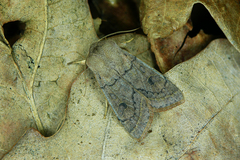 Orthosia gracilis