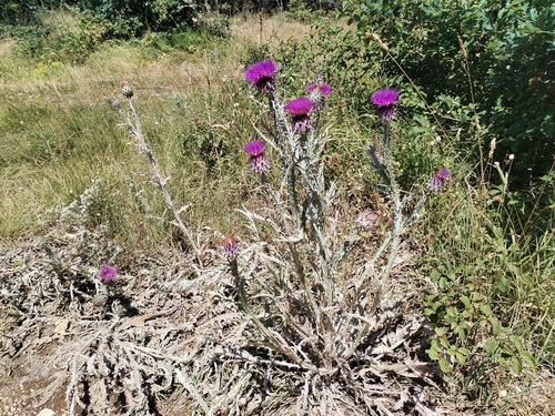 Onopordum illyricum, photograph 4