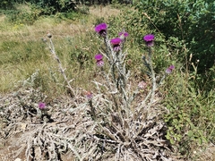 Onopordum illyricum, photograph (c) Dino Babić, some rights reserved (CC BY)