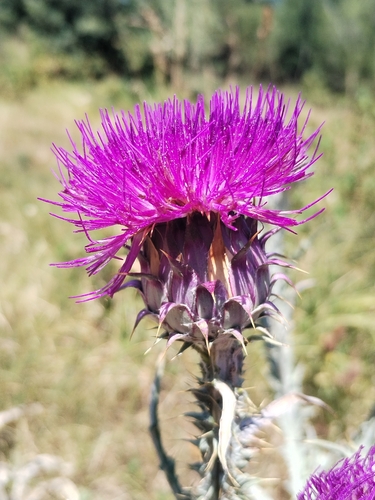 Onopordum illyricum, photograph 5