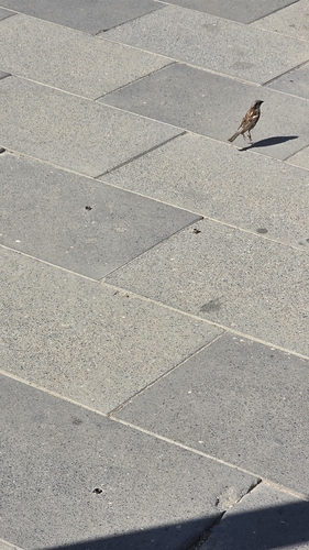 House Sparrow