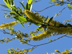 Salix